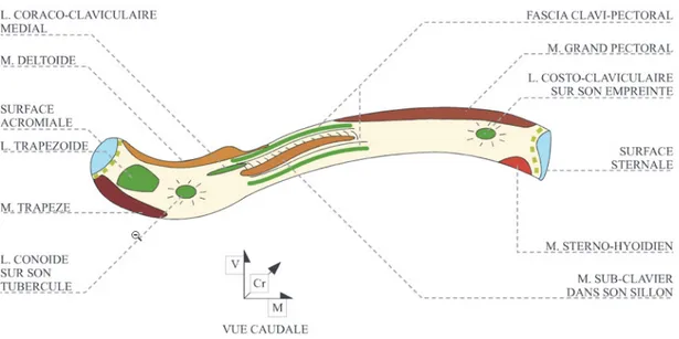 Figure 3 : vue caudale de la clavicule