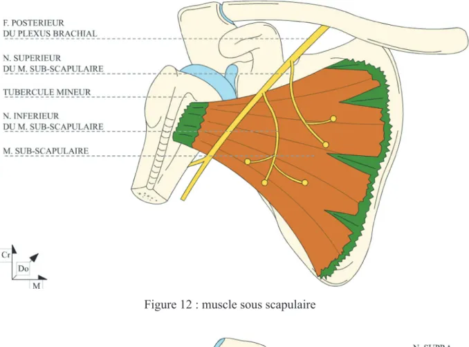 Figure 12 : muscle sous scapulaire