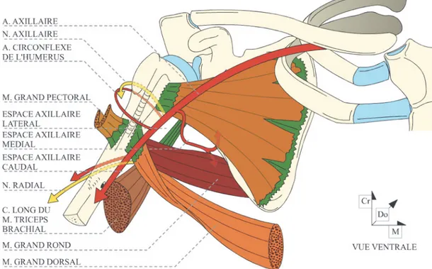 Figure 15 : rapports anatomiques de la face postérieure de l’épaule Figure 14 : rapports anatomiques de la face antérieure de l’épaule 