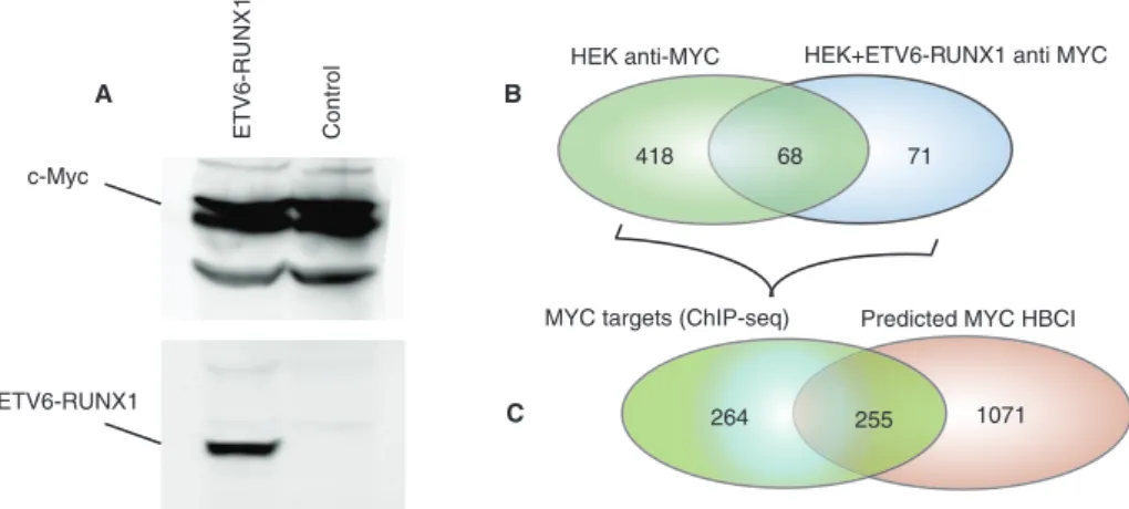FIGURE 2:  ETV6-RUNX1 expression perturbs MYC binding to its targets. (A) HEK 293T  expressing V5-ETV6-RUNX1 and control cells were subjected to Western blot analysis using  anti-MYC and anti-V5 antibodies