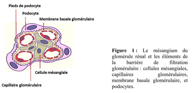 Figure  1 :  Le  mésangium  du  glomérule  rénal  et  les  éléments  de  la  barrière  de  filtration  glomérulaire : cellules mésangiales,   capillaires  glomérulaires,  membrane  basale  glomérulaire,  et  podocytes