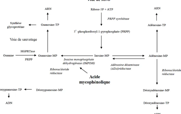 Figure  3 :  Voie  de  la  biosynthèse  des  purines,  montrant  la  position  centrale  de  l’inosine  monophosphate déshydrogénase