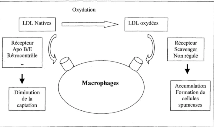Figure n°1  :  Récepteurs des macrophages aux LDL natives et oxydées 