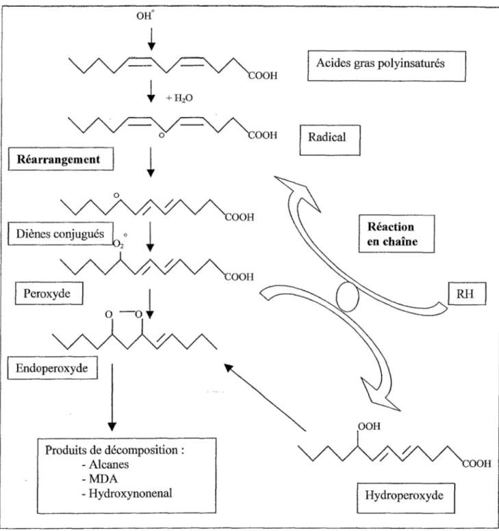 Figure n°4:  Principales étapes de la peroxydation lipidique (Favier 1997) 
