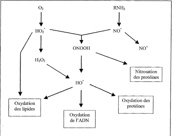 Figure n°6: Relation entre les espèces réactives de l'oxygène et de l'azote (Favier 1997) 