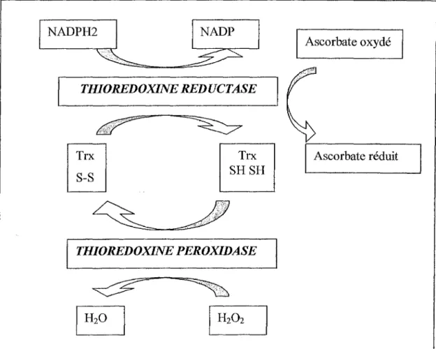 Figure n°9:  action métabolique de la thiorédoxine réductase  TRX : thiorédoxine 