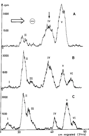 Fig.  1.  Separation  of  the  enzymic  reaction  product  by  paper  electrophoresis