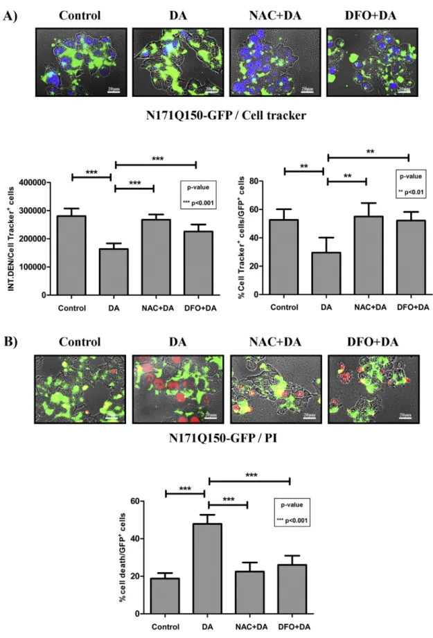 Fig. 6. NAC and DFO protect from dopamine toxicity the dopaminergic cells expressing the Q150 N-fragment of Htt