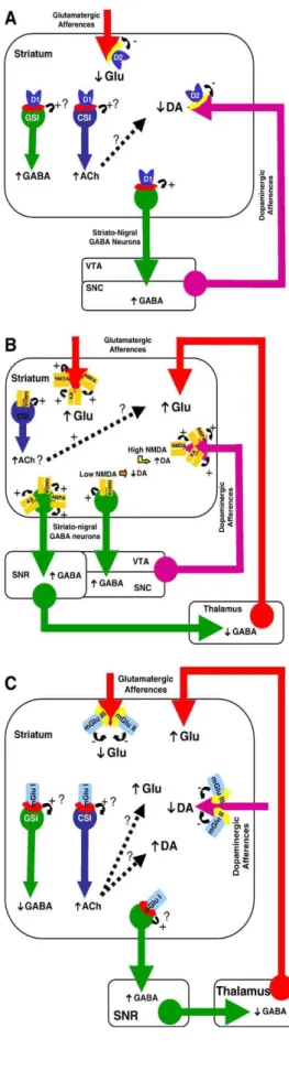 Fig. 2. (A) Illustration of the  modulation of  striatal dopamine- and glutamate  release by striatal dopaminergic receptors