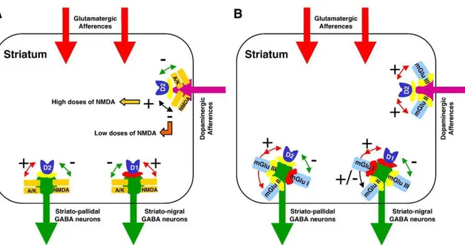 Fig.  4.  Illustration  of  the  interactions  between  dopaminergic  receptors  and  both  ionotropic  glutamatergic  (iGlu)  receptors and metabotropic glutamatergic (mGlu) on locomotor activity