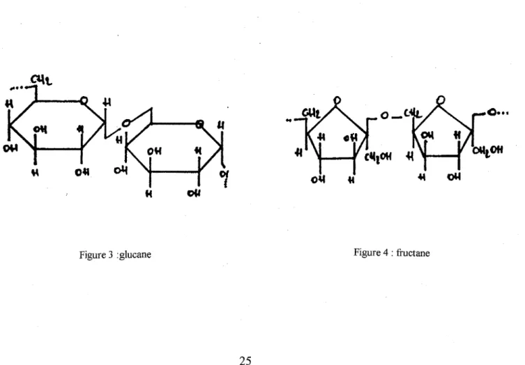 Figure 3 :glucane  Figure 4 : fructane 