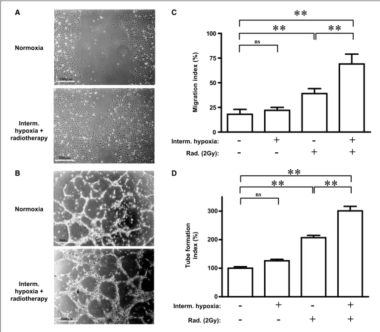 Figure 2. Intermittent hypoxia promotes endothelial cell migration and tube formation