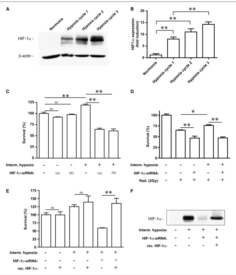 Figure 3. HIF-1a mediates the prosurvival effects of intermittent hypoxia. A, representative HIF-1a immunoblots from endothelial cells collected before and at the end of each of the three cycles of 1-hour hypoxia; h-actin immunoblots (used for normalizatio