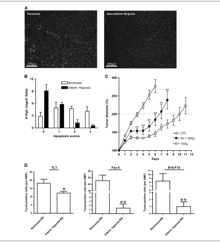 Figure 5. Intermittent hypoxia promotes tumor cell radioresistance both in vitro and in vivo