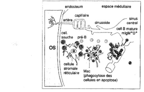 Figure 7. Représentation schématique de l'hématopoïèse des cellules B dans la  moelle osseuse