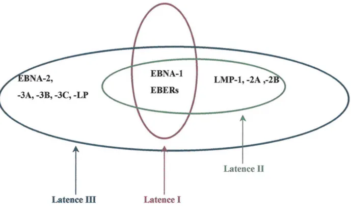 Figure 1 : Représentation schématique des 3 types de latence de l'EBV 