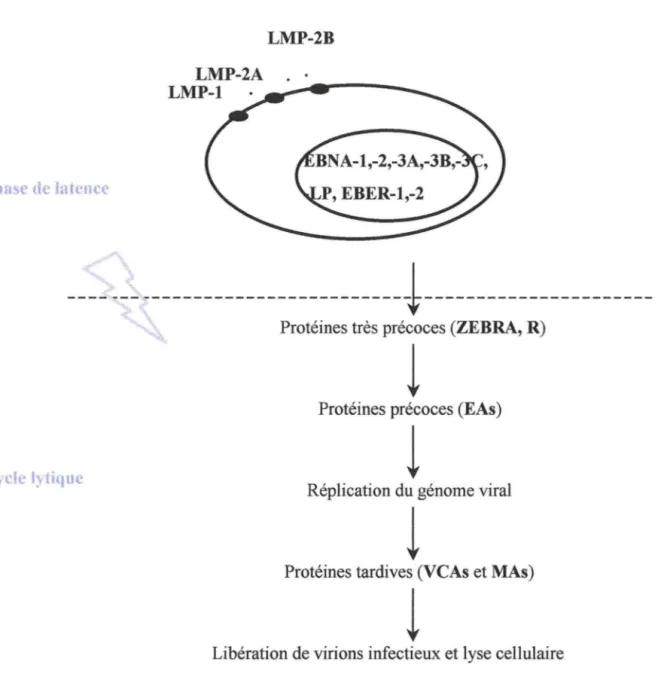 Figure 2 : Représentation schématique des étapes du cycle productif d'EBV. 