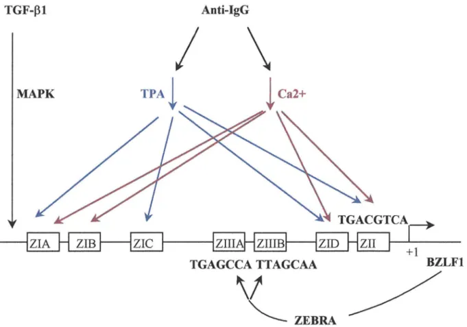 Figure 3 : Voies d'activation du gène BZLFl (Speck et al., 1997). 