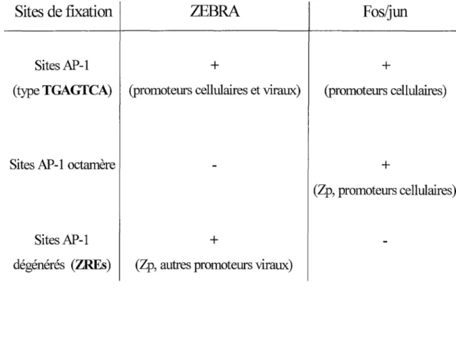 Tableau 2: Comparaison des sites de fixation des transactivateurs ZEBRA et fos/jun 