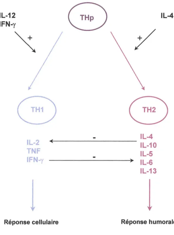 Figure 5 : Dichotomie Thl/Th2 chez la souris 