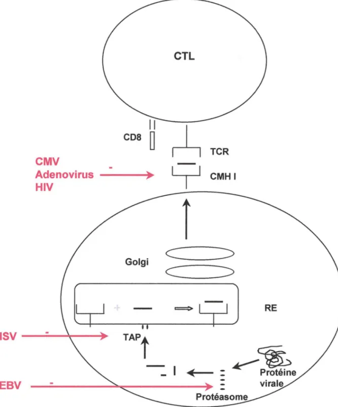 Figure 6 : Niveaux d'action des virus sur la présentation d'antigènes classe 1 