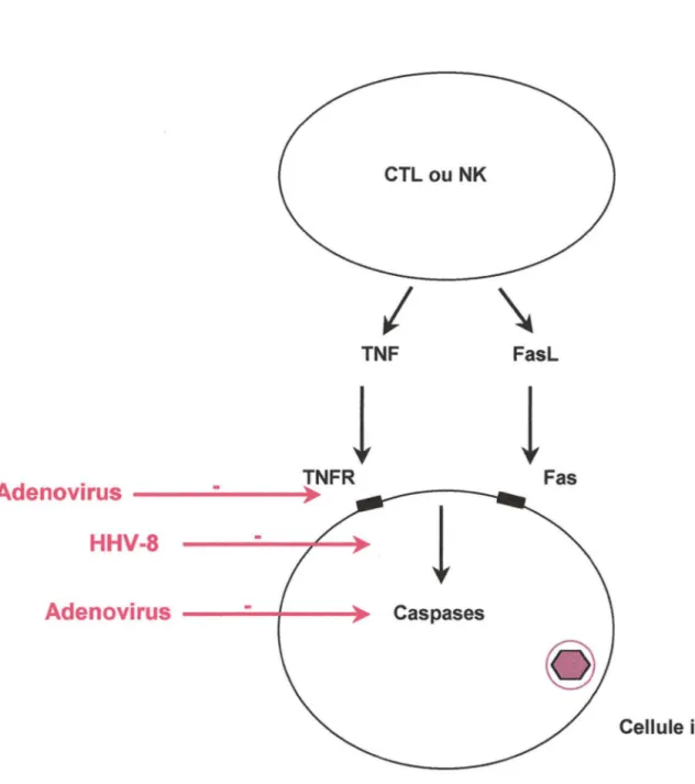 Figure 7 : Niveaux d'action des virus sur le processus apoptotique 