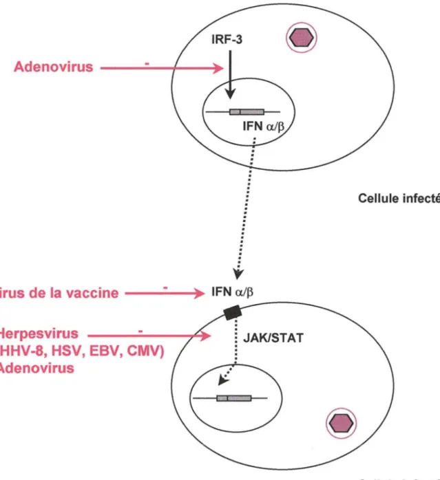 Figure 8 : Niveaux d'action des virus au cours de l'activation de l'interféron (IFN) 