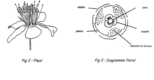 Fig 2: Fleur  Fig 3 : Diagramme  floral 