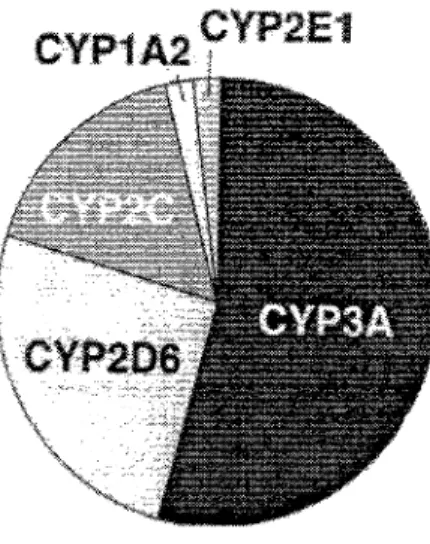 Fig 17: Proportions de médicaments métabolisés par les principales enzymes du cytochrome  P-450
