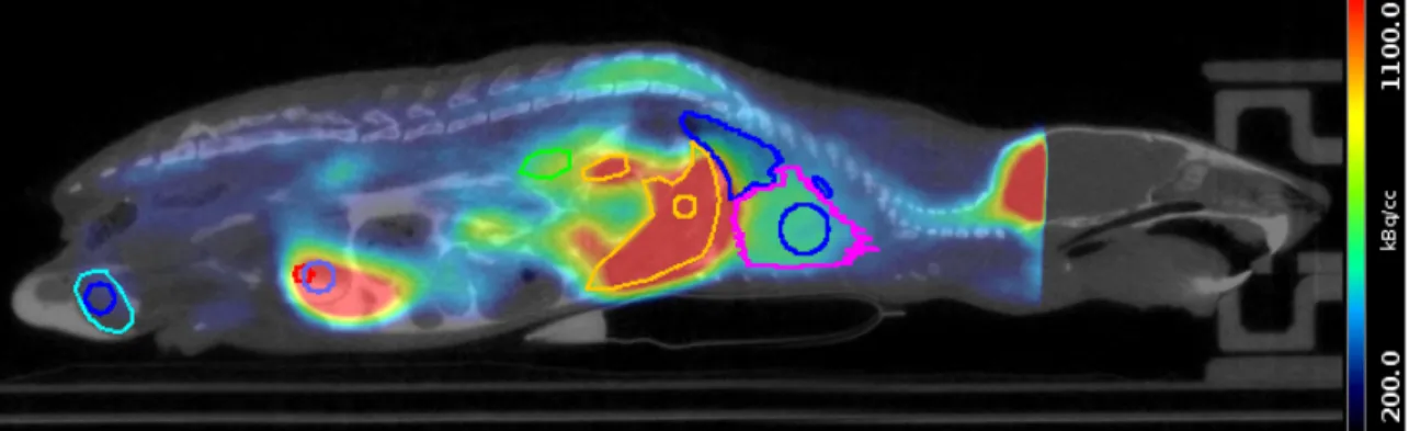 Figure 3.1: Representative PET/CT image including VOIs (full organ segmentation and sphere segmentation); due to the limited axial field of view of the microPET the brain could not be included in imaging analysis