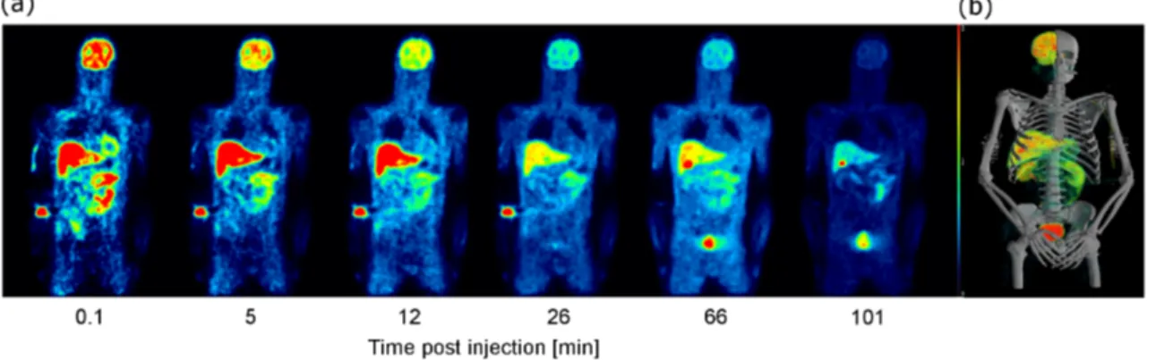 Figure 3.9: (a) Whole-body coronal image of representative subject at different time points post administration of 18F-UCB-H and (b) 3D representation of PET/CT image averaged over all frames