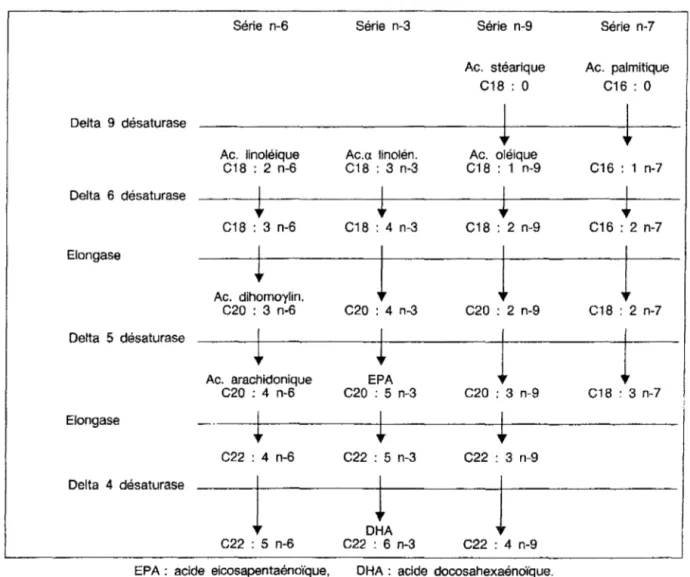 Figure 11  : Représentation schématique du métabolisme des acides gras  polyinsaturés 