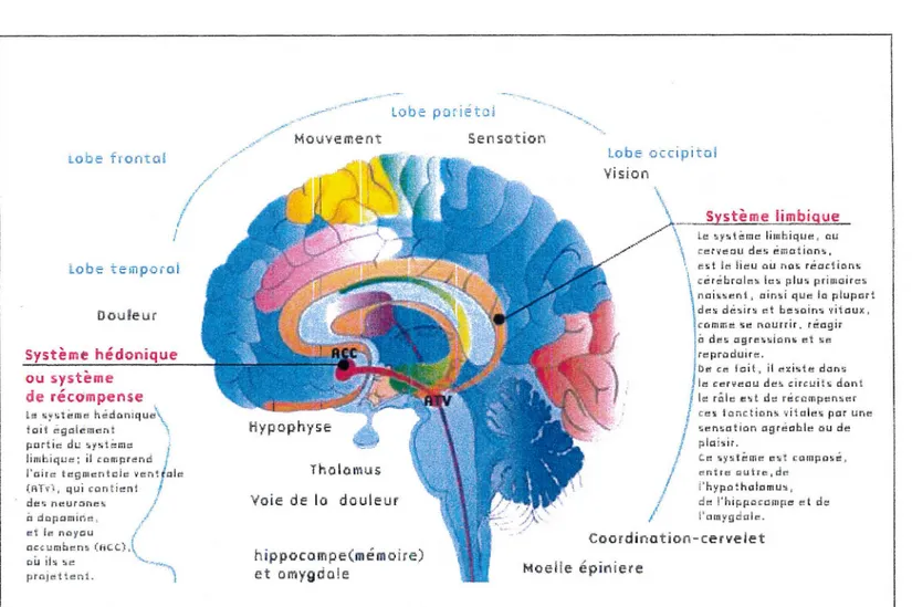 Figure 11°4 : représentation schématique du cerveau  (Source Internet : www.drogues.gouv.fr , le  15.11.2001) 