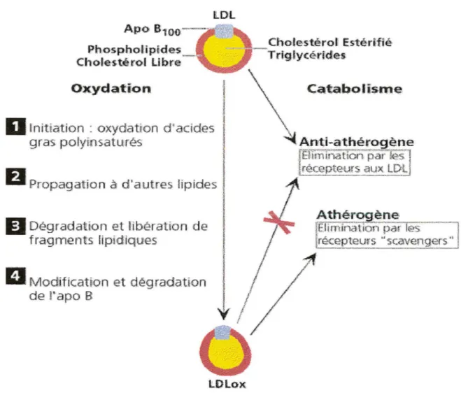 Figure 6:  Oxydation des LDL  10 