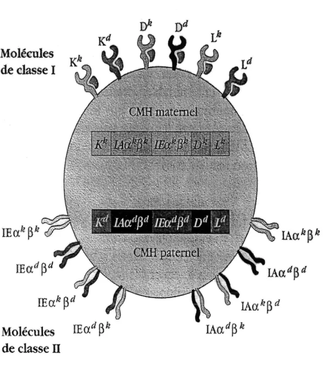 Figure 4  Schéma représentant les  diverses molécules  du  CMH exprimées sur les  Cellules  Présentatrices de l 'Antigène