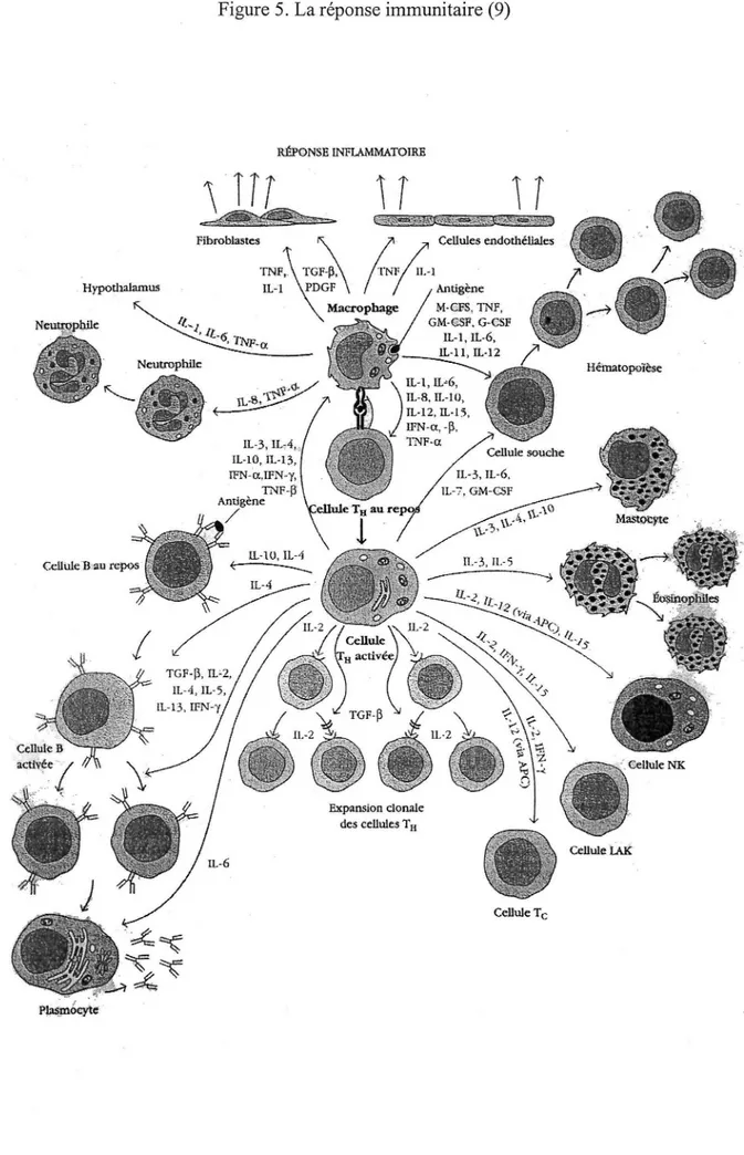 Figure 5.  La réponse immunitaire (9) 