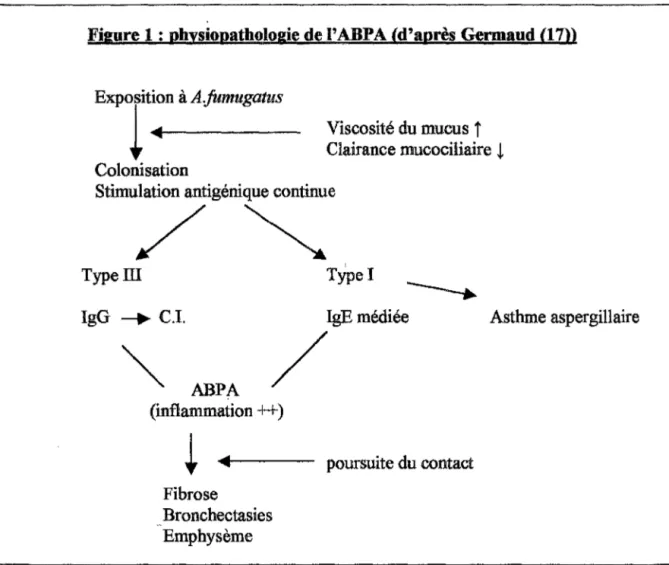 Figure 1: physiopathologie de l'ABPA (d'après Germaud (17))  Exposition  à  A.fumugatus 