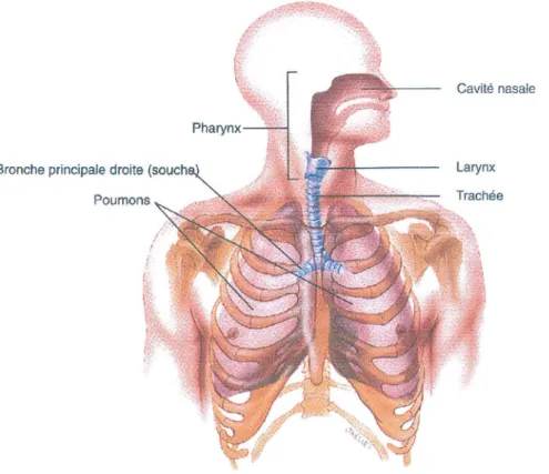 Figure 1 : Organes du système respiratoire (79) 
