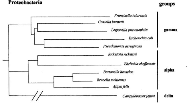 Figure 1 : arbre phylogénétique montrant les relations entre L.  pneumophila  et d'autres espèces  appartenant aux protéobactéries (19) 