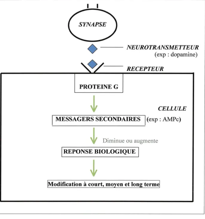 Figure n° 1 : Rôle de la dopamine et de la protéine  G 