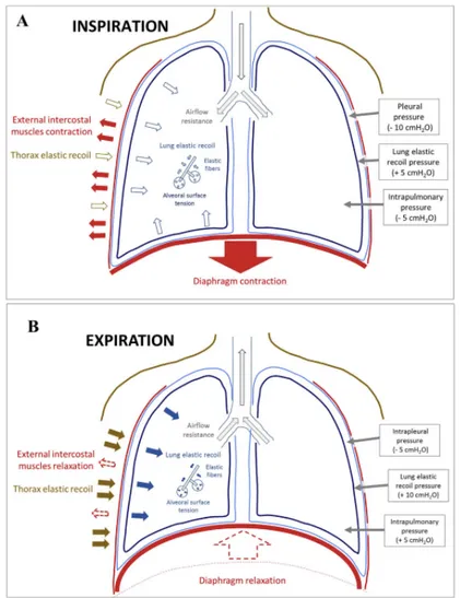 Figure 1 - Pleural manometry–historical background, rationale for use and methods of measurement  Zielinska-Krawczyk et al, Respiratory Medicine 2018 (10) 