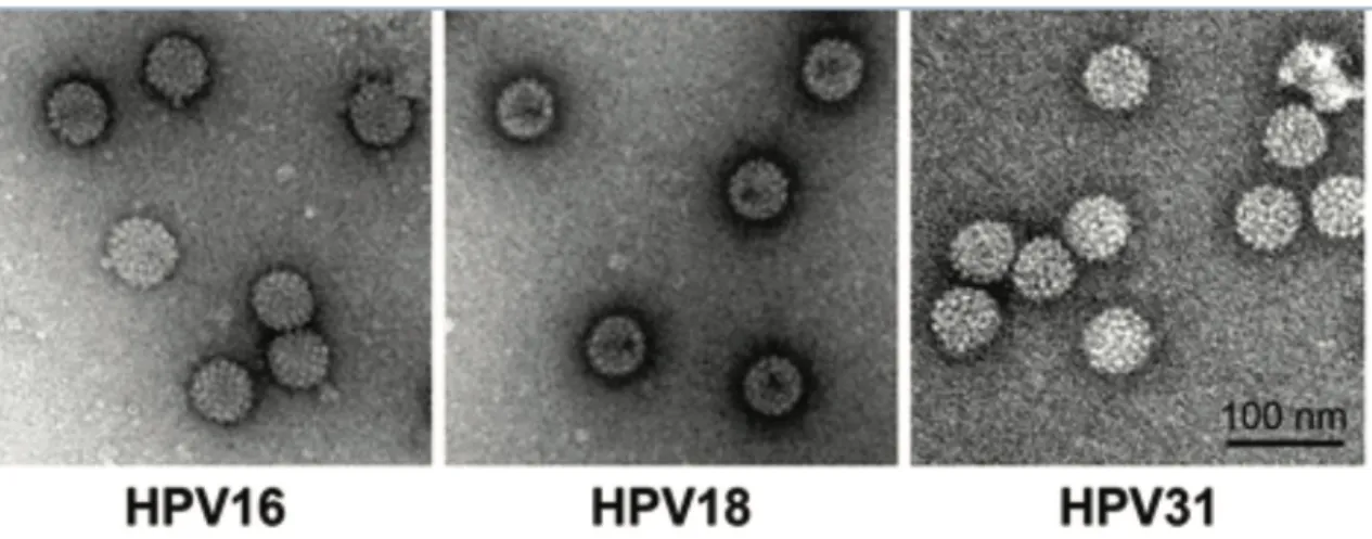 Figure 1 : structure des papillomavirus 
