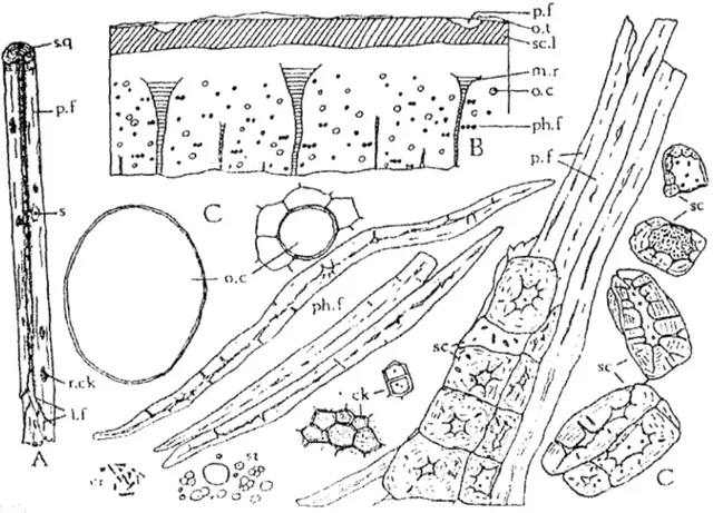 Fig 1: éléments macroscopiques et microscopiques de la cannelle de Ceylan.  (24). 