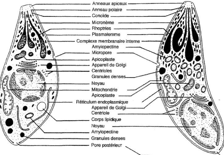 Figure 4 : Structure des tachyzoïtes (à gauche) et des bradyzoïtes (à droite) de  T.  gondii [21] 