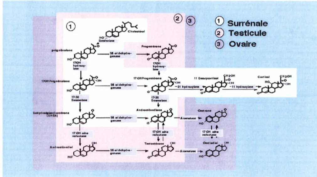 Figure 8.  Synthèse de  la DHEA, de l'androstènedione, des androgènes et des oestrogènes [76) 