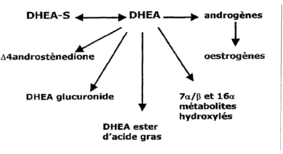 Figure 14. Métabolisme et catabolisme de la DHEA [6] 