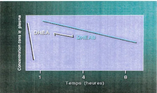 Figure 15. Demi-vies de la DHEA et de son sulfate [73] 