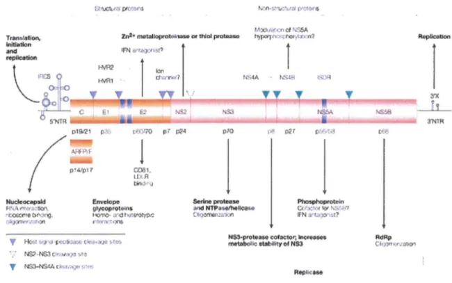Figure 7 : Extraite de [151]. Génome du  VHC  et rôles supposés des différentes protéines codées