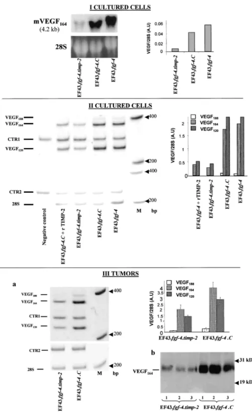 Fig. 6: Analysis of VEGF expression. I, Northern blot analysis of in vitro cultured cells