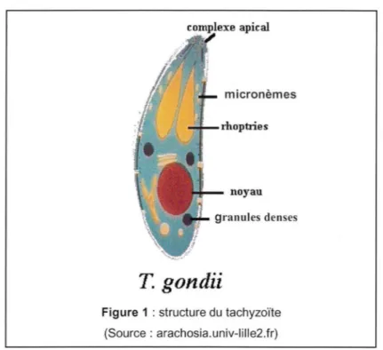 Figure 1 : structure du tachyzoïte  (Source : arachosia.univ-lille2.fr) 